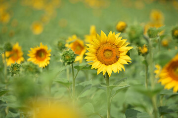sunflower. Yellow sunflowers, good harvest, bright sunny flower. farming, vegetable garden, field, growing seeds for oil. health benefits, Sunflower oil improves skin health, promote cell regeneration