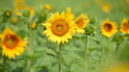 yellow sunflowers in the field. Large sunflower flowers in the sun. Yellow flowers on a farm field and blue sky. Agriculture concept, organic products. Growing seeds for oil. rural area. farmland