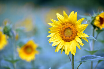 Obraz premium sunflower. Yellow sunflowers, good harvest, bright sunny flower. farming, vegetable garden, field, growing seeds for oil. health benefits, Sunflower oil improves skin health, promote cell regeneration
