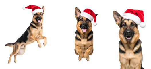 German shepherd dog in santa hat set, different views PNG. Energetic German Shepherd Dog in Santa Hat Mid air Jump. Happy Holiday Pet Ready for Christmas Fun, Action, and Training isolated