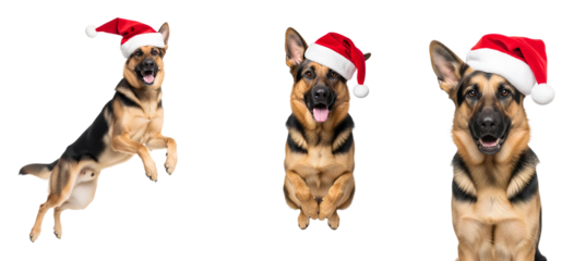 German shepherd dog in santa hat set, different views PNG. Energetic German Shepherd Dog in Santa Hat Mid air Jump. Happy Holiday Pet Ready for Christmas Fun, Action, and Training isolated