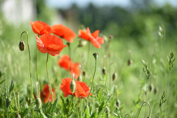 Obraz premium poppies. delicate petals of red poppies in the sun. background with poppy flowers. Beautiful red poppy wild flower and buds in the field. beauty in nature. close-up. spring season, summer time