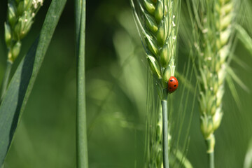 ladybug sitting on the wheat ears or pods. Unripe green wheat plants growing in large farm field. insects feeding crops in rural villages. agribusiness, farmland. parasites spoil the harvest close-up