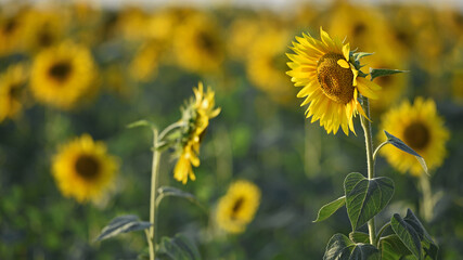 yellow sunflowers in the field. Large sunflower flowers in the sun. Yellow flowers on a farm field and blue sky. Agriculture concept, organic products. Growing seeds for oil. rural area. farmland