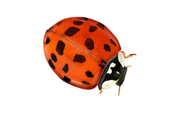 Illustration of a Asian lady beetle (Harmonia axyridis) in watercolor style © Doris Steiner