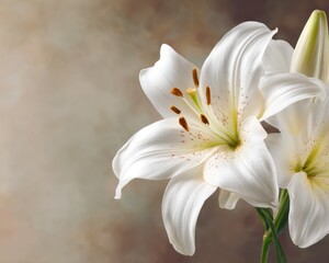 Naklejka premium Funeral Announcement. White Lily Symbolizing Peace and Harmony with Copy Space