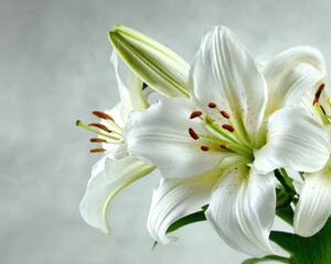 Obraz premium Funeral Announcement. White Lily Flowers with Copy Space for Memorial Service