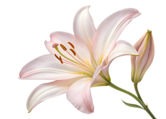 white tiger lily