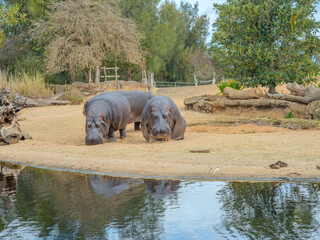Hippo hippopotamus at Werribee Zoo in Melbourne  Victoria Australia is a beautiful zoo with lots of space for wild animals to roam around 