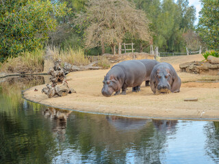 Hippo hippopotamus at Werribee Zoo in Melbourne  Victoria Australia is a beautiful zoo with lots of space for wild animals to roam around 