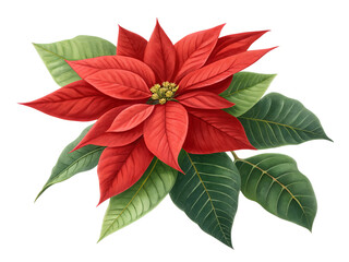 red poinsettia flower
