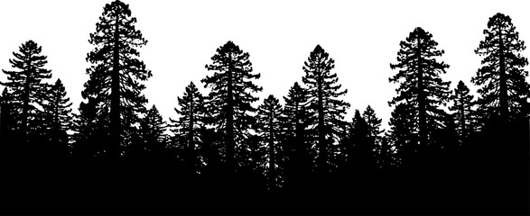 Redwood trees silhouette. This image shows a black silhouette of towering redwood trees, also known as Sequoia sempervirens, with detailed branches and foliage. Vector clipart illustration desig