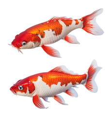 Koi carp fish watercolor illustration isolated