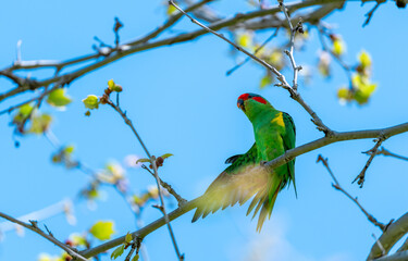 Musk Lorikeet or Glossopsitta concinna, colorful parrot native to Australia, perched on tree branch in natural habitat.