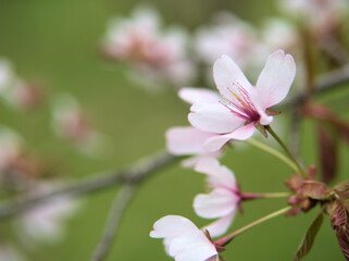 Obraz premium 4月に咲いた美しいオオヤマザクラ（大山桜）