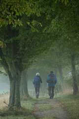 Wanderung im Herbst durch die Hainbuchenallee in Seifersdorf bei Wachau