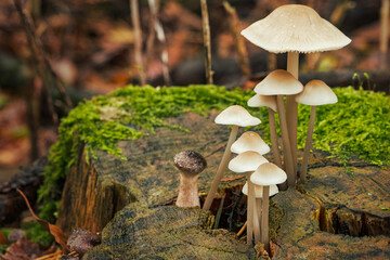 Fototapeta premium Close-up of forest mushrooms in autumn in Franconian Switzerland