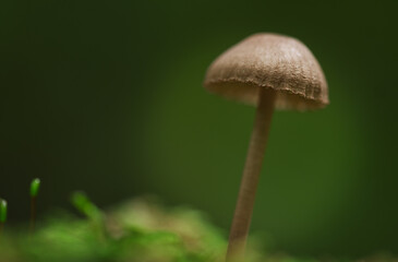Close-up of forest mushrooms in autumn in Franconian Switzerland