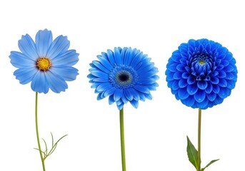 Three blue flowers isolated on transparent background