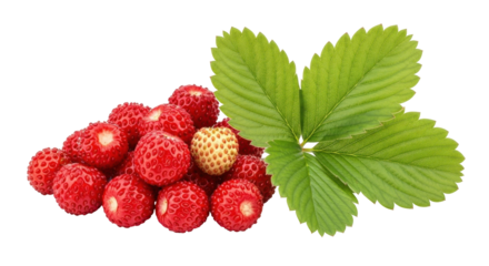 Isolated bunch of wild strawberries with leaves, fresh forest fruit close-up, healthy food