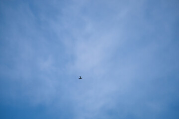 Birds flying in the vast blue sky