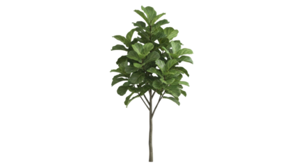 Isolated fiddle leaf fig plant, realistic indoor decoration, stylish house plant, tropical tree