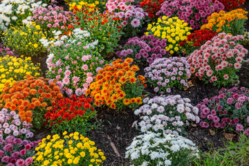 Flowerbed with colorful flowers