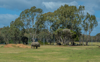 Rhino rhinoceros at Werribee Zoo in Melbourne  Victoria Australia is a beautiful zoo with lots of space for wild animals to roam around 
