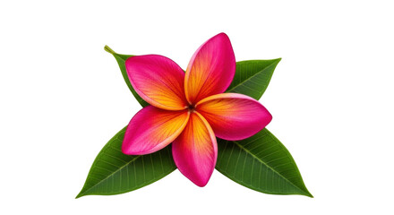Isolated Plumeria flower and leaves in a floral botanical arrangement, nature blossom