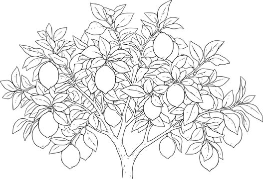 Lemon tree drawing. It is a vector sketch line art drawing of a lemon tree with ripe lemons and leaves. Vector sketch line art draw.