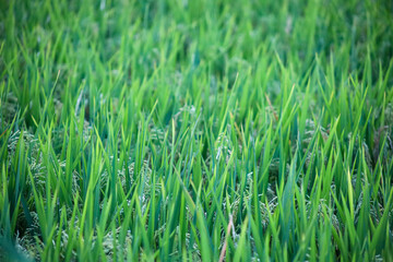 The view of rice starting to ripen and turn golden