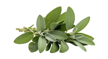 Isolated fresh common sage leaves and stems, a popular culinary herb ingredient