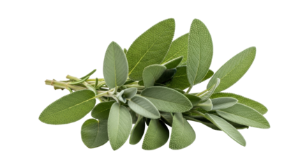 Isolated fresh common sage leaves and stems, a popular culinary herb ingredient