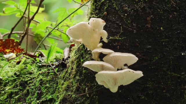 森の中の木に生えるキノコの映像