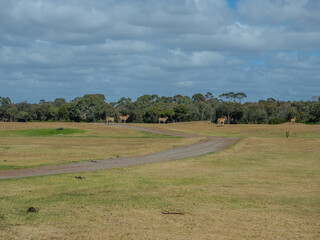 Werribee Zoo in Melbourne  Victoria Australia is a beautiful zoo with lots of space for wild animals to roam around 