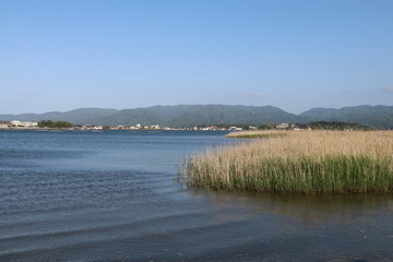 春の佐渡島。葦の生い茂る加茂湖。
