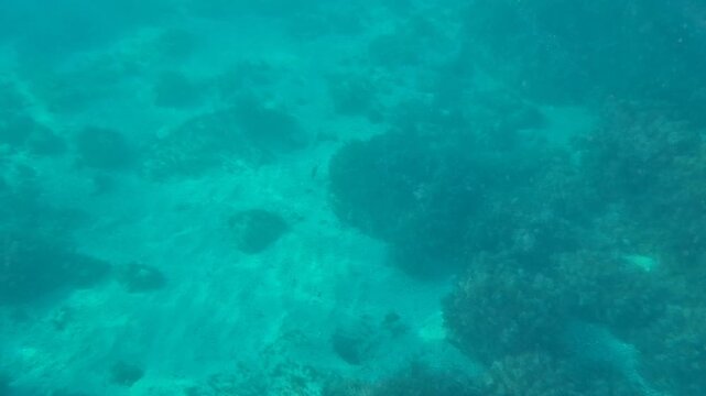 Underwater ocean seabed with clear turquoise water revealing sandy bottom and rocks covered in marine plants