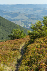 Fototapeta premium Scenic Mountain Trail in Borzhava Valley, Carpathians at Late Summer