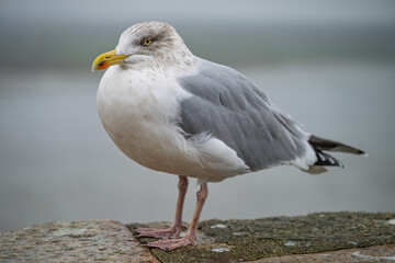 European Herring Gull