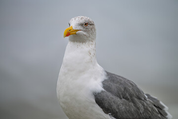 European Herring Gull Portrait