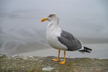 Mont Saint Michel Seagull