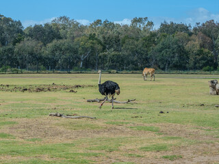 Emu Ostrich at Werribee Zoo in Melbourne  Victoria Australia is a beautiful zoo with lots of space for wild animals to roam around 
