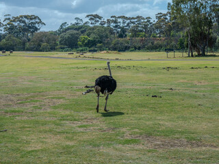 Emu Ostrich at Werribee Zoo in Melbourne  Victoria Australia is a beautiful zoo with lots of space for wild animals to roam around 