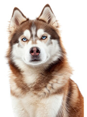 Fototapeta premium PNG Black siberian husky portrait mammal animal.