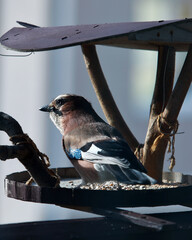 Eurasian Jay Bird on Feeder &ndash; Nature Photography