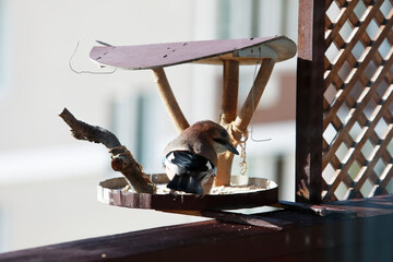 Eurasian Jay Bird on Feeder &ndash; Nature Photography