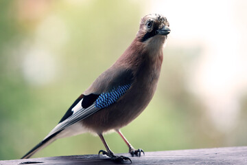 Eurasian Jay Bird on Feeder &ndash; Nature Photography