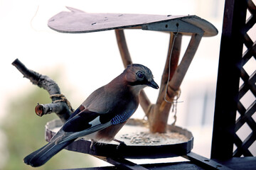 Eurasian Jay Bird on Feeder &ndash; Nature Photography