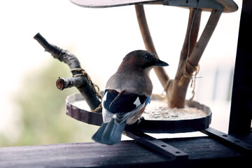 Eurasian Jay Bird on Feeder &ndash; Nature Photography
