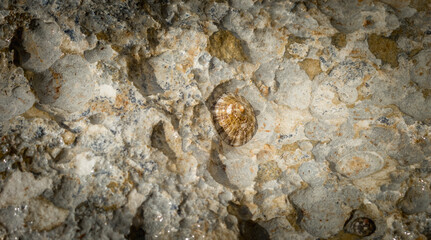 Seashells on Coastal Rocks at Cyprus Beach